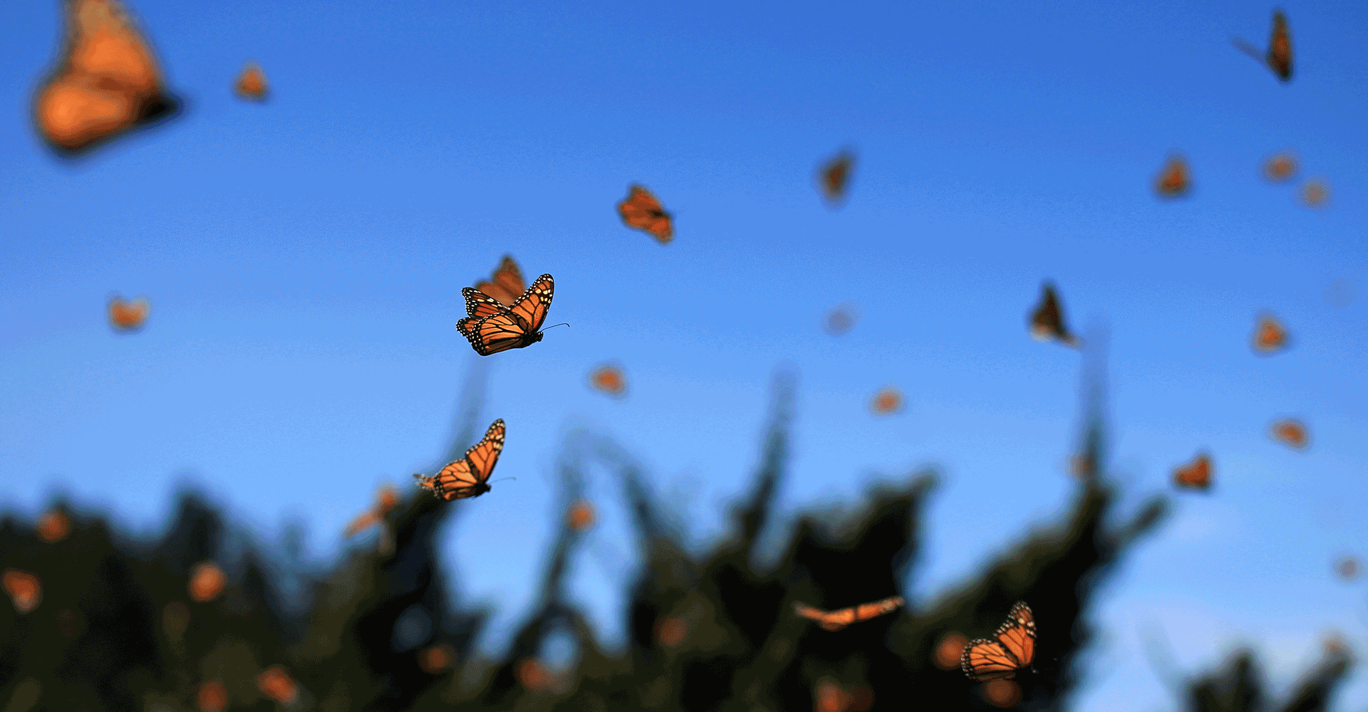 nww header habitats