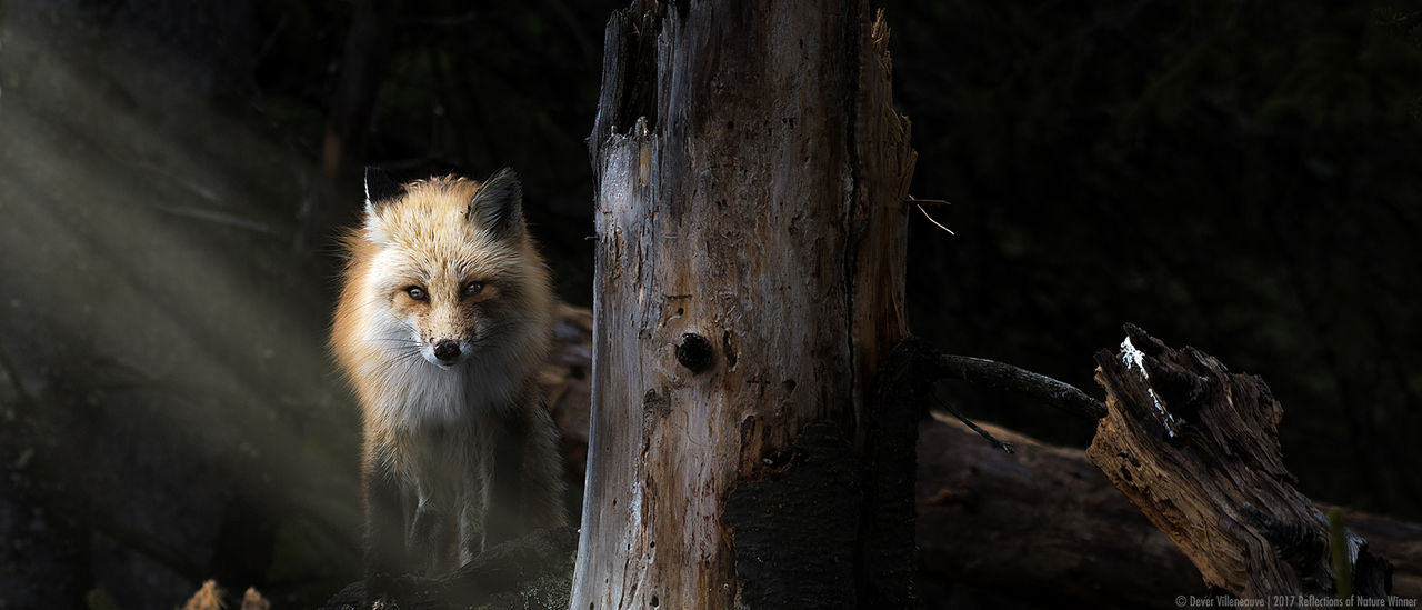 Overall-Winner_DeverVilleneauve-fox-forest-hor.jpg