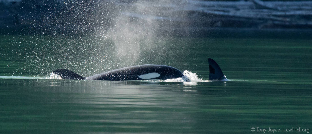 killer whale orca shore ocean hor