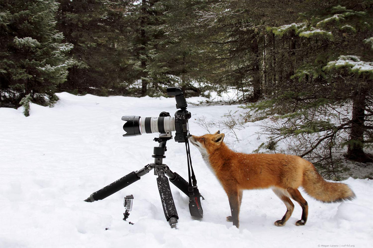 fox camera snow
