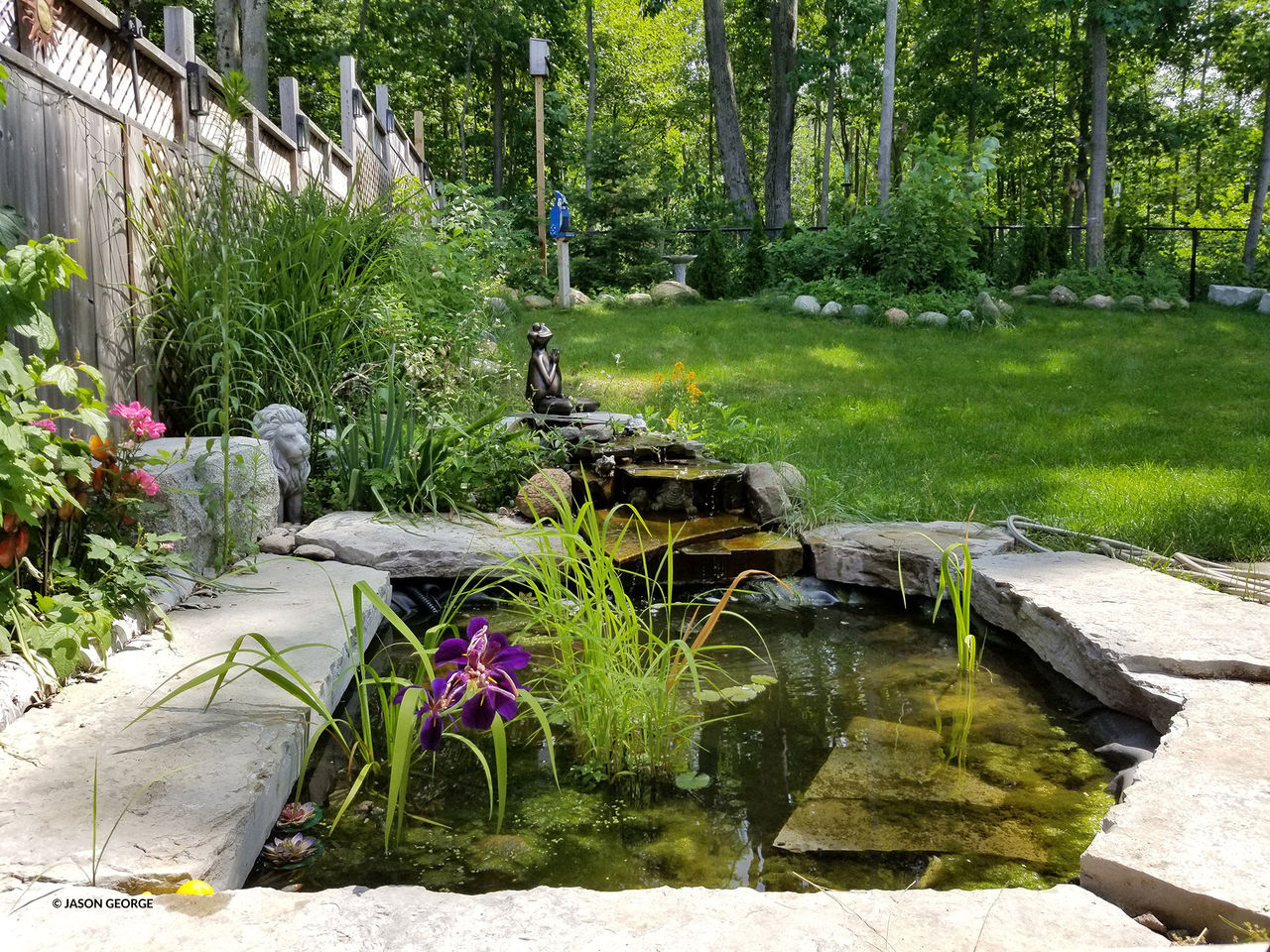 pond and yard jason george
