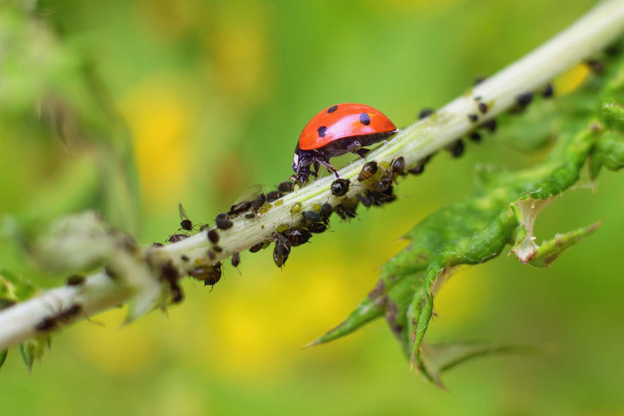 Ladybug and aphids