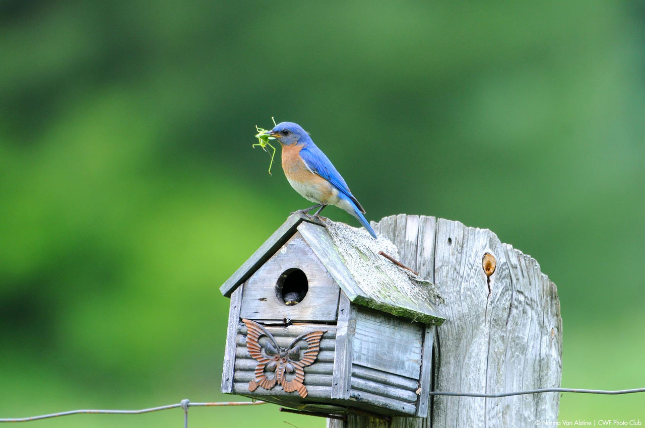 bird house bluebird