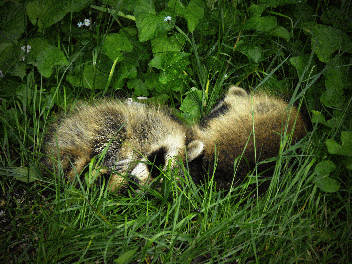 Dead raccoon in backyard
