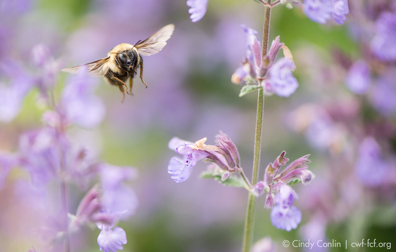 bee flower spring hor