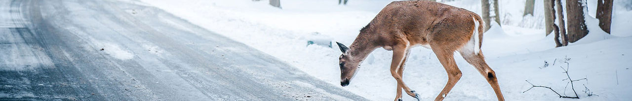 deer, roadside, snowy
