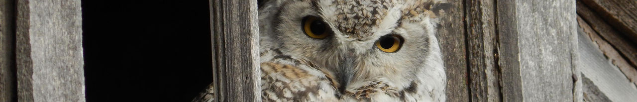 owl in barn 