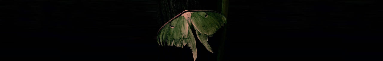 moth flying 