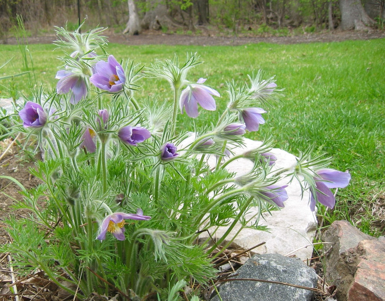 pasque-flower-keeps-a-nice-shape