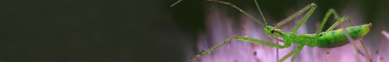 assassin bug