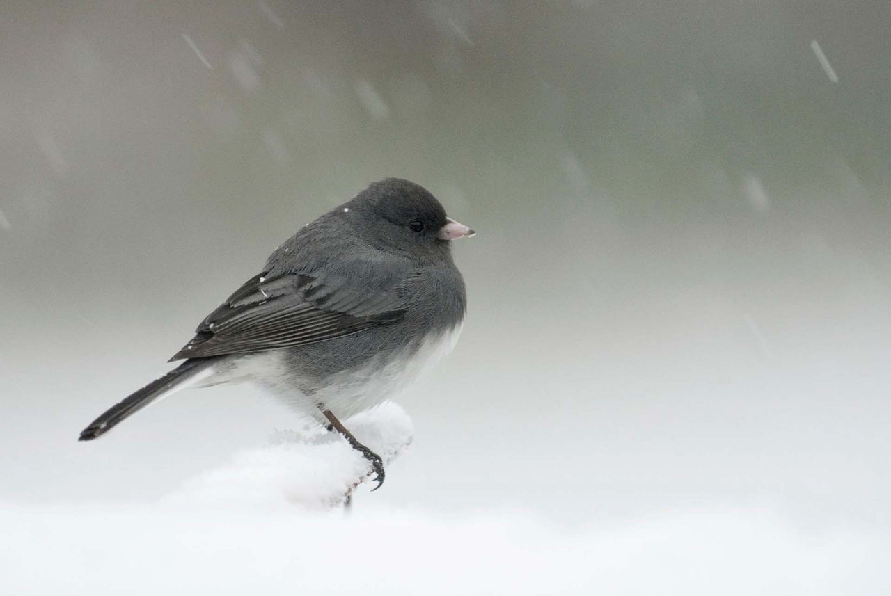 Dark-eyed junco