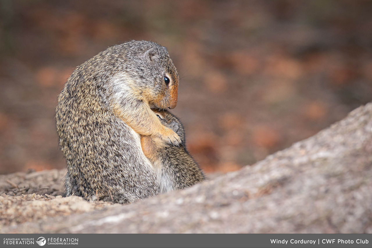 windy corduroy bc columbian ground squirrels hugging mom baby