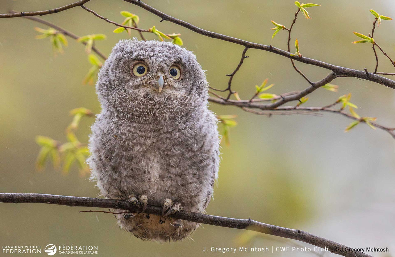 Eastern Screech Owl