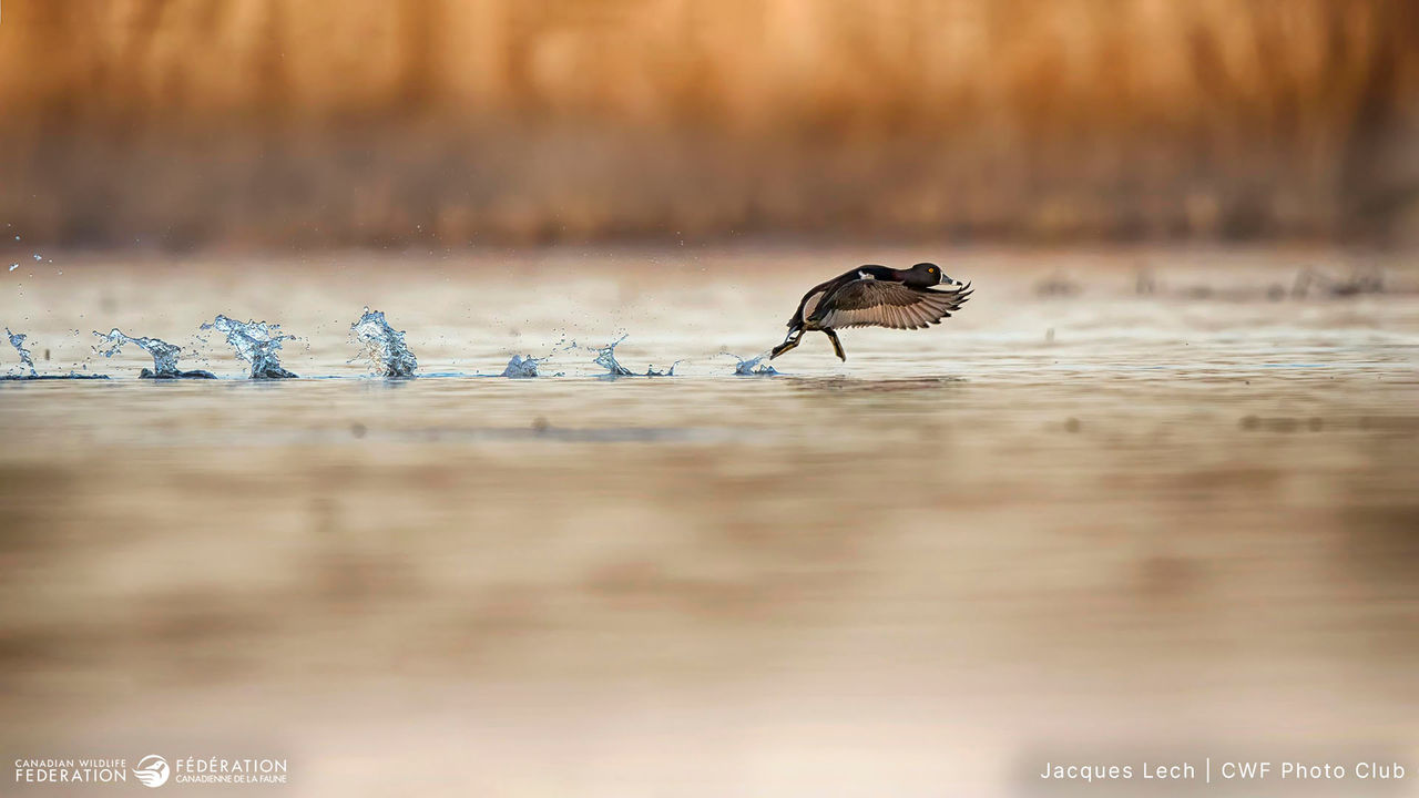 Ring-necked duck