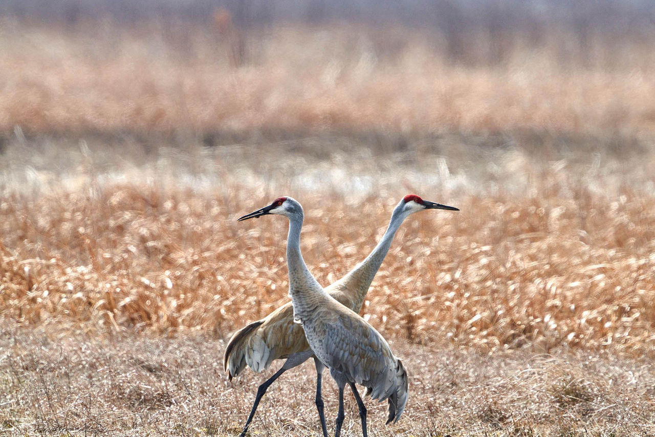 sandhill cranes pierre tran