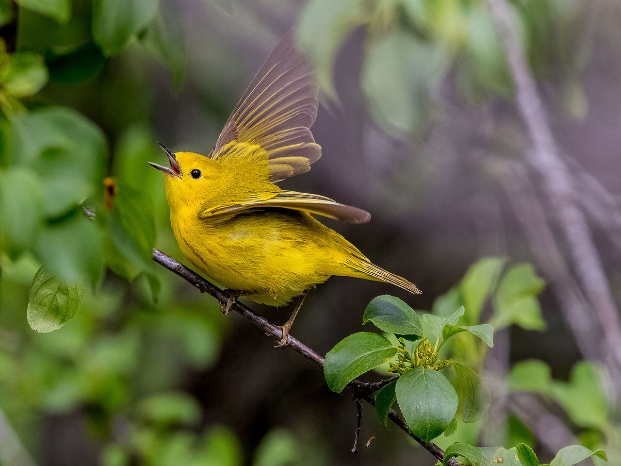 Yellow-Warbler Edward Busby