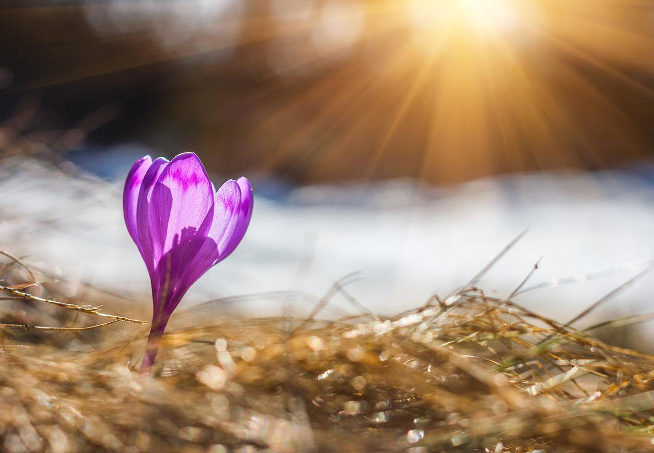 crocus-purple-flower-sun-spring.jpg