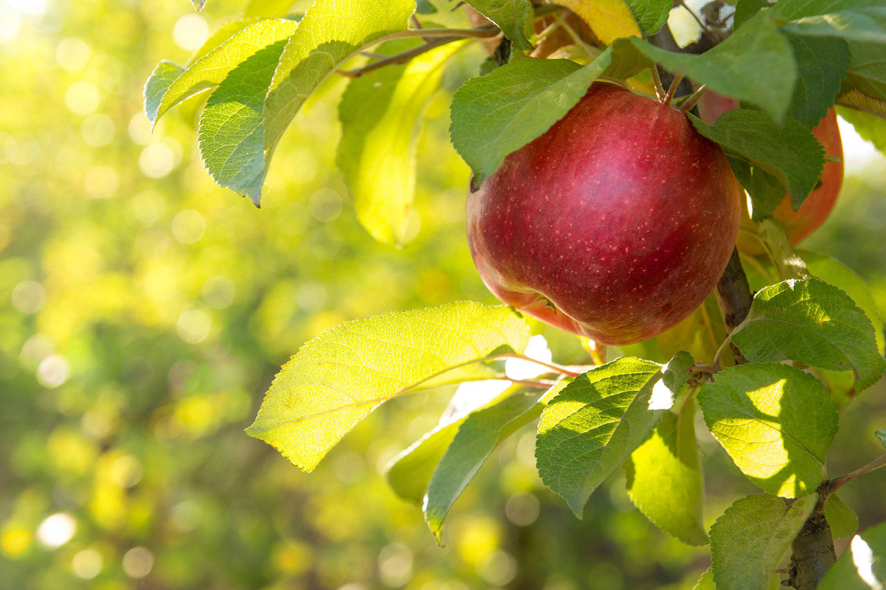 apple on tree