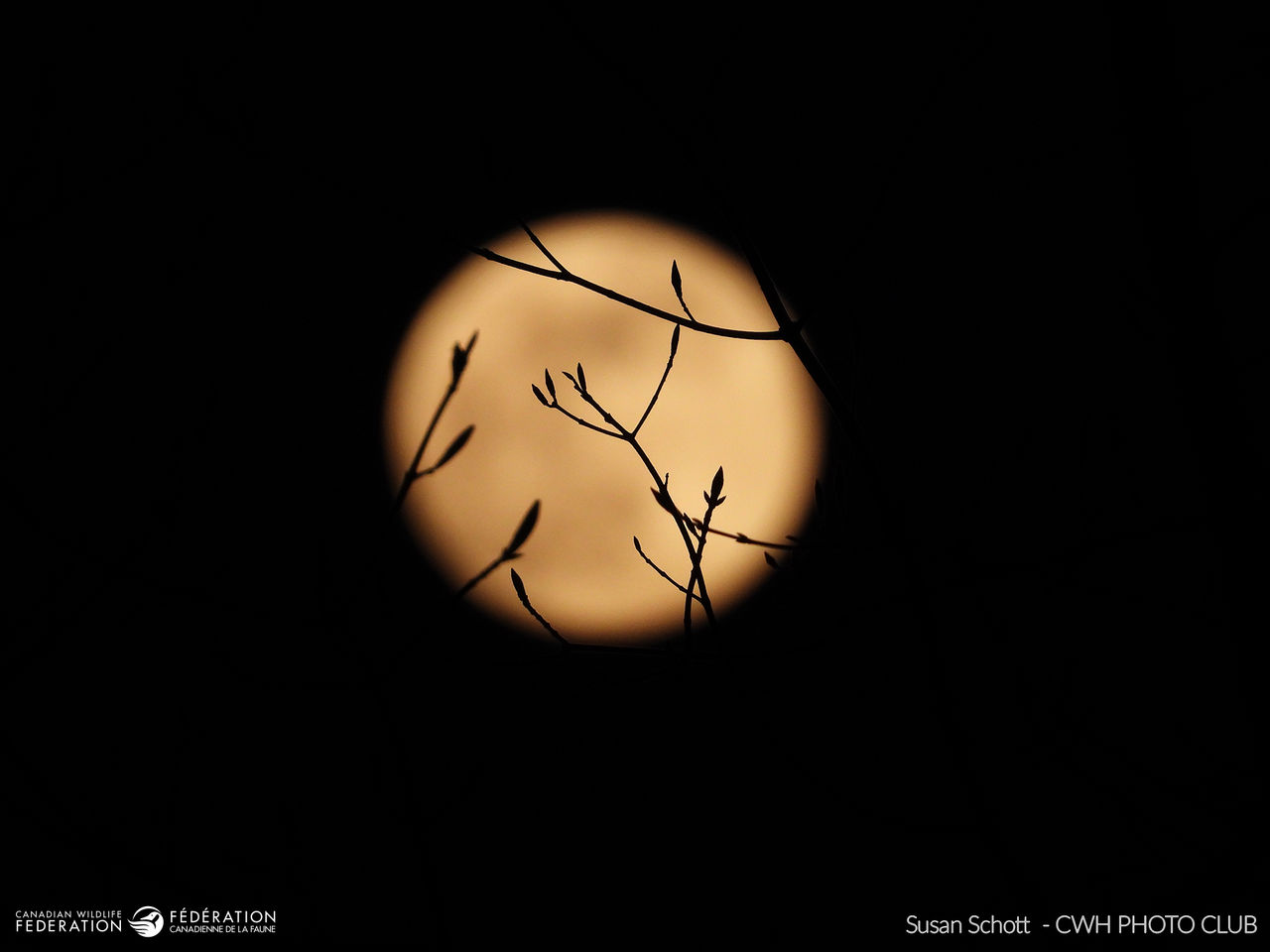 susan-schott-moon-1
