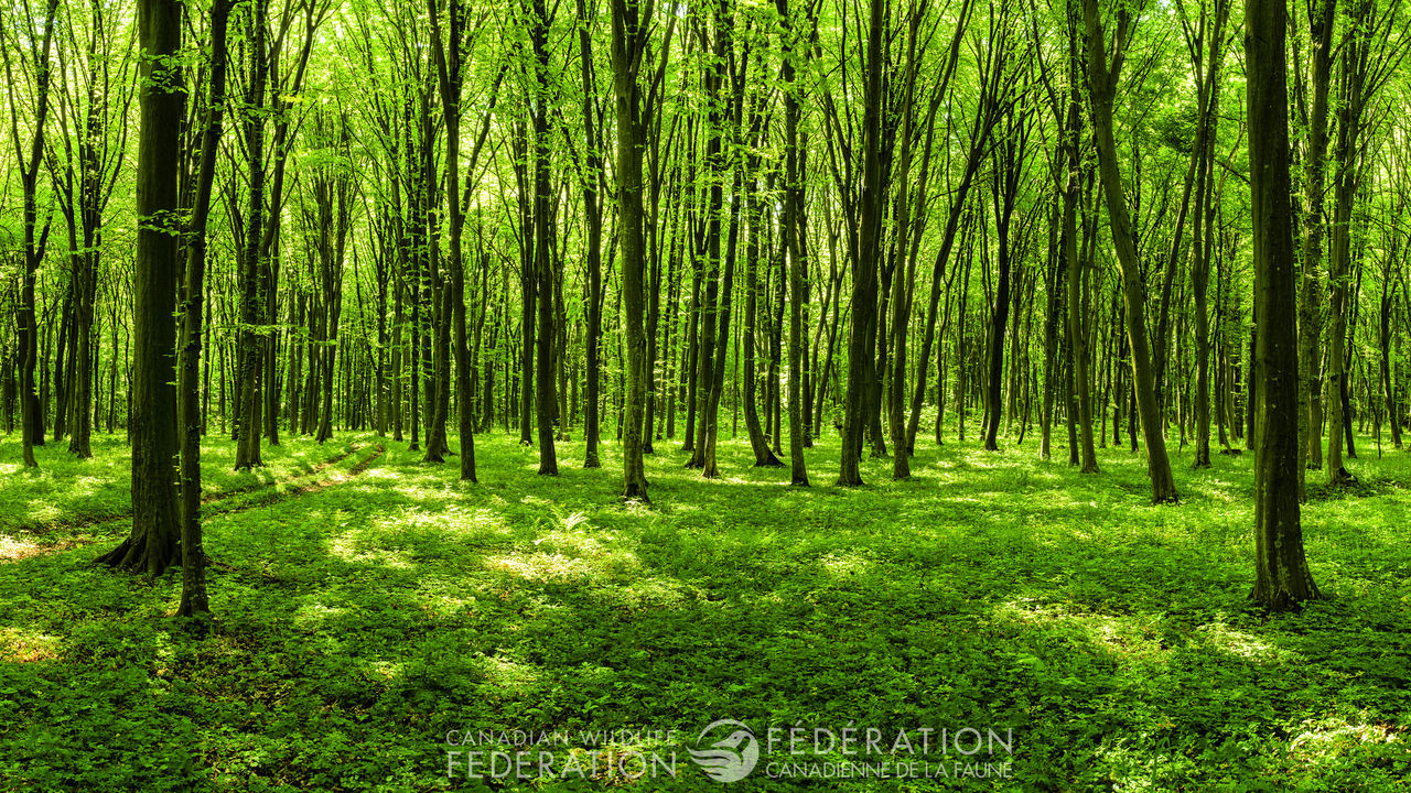 forest-green-trees-GettyImages-486255270-lg.jpg