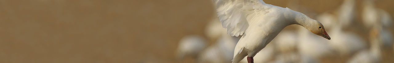 lesser snow goose