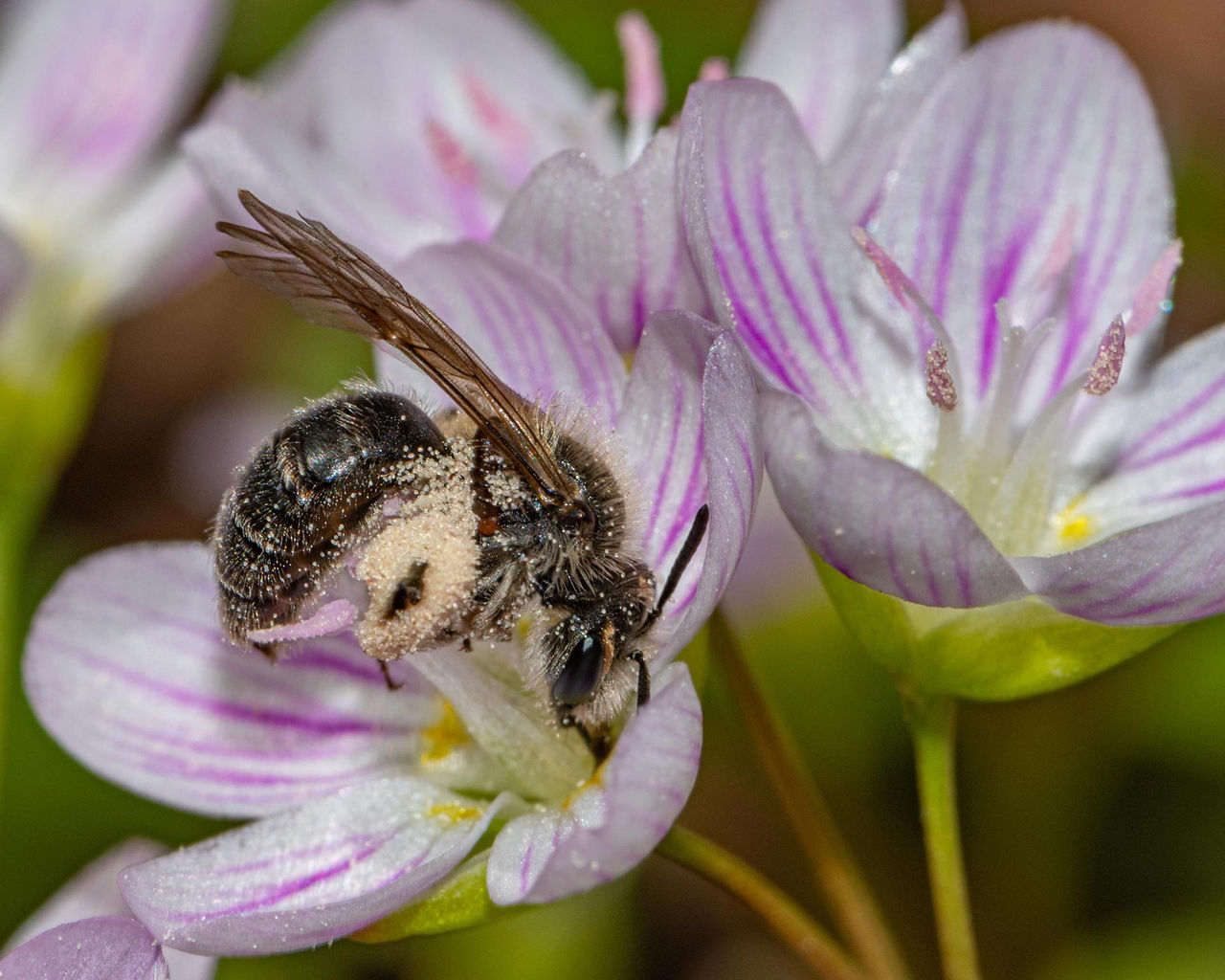 spring mining bee