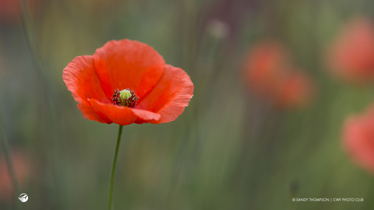 poppy