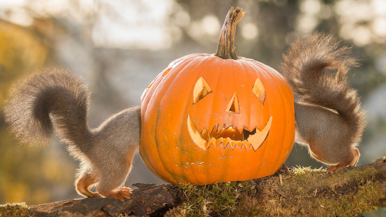 squirrel with pumpkin