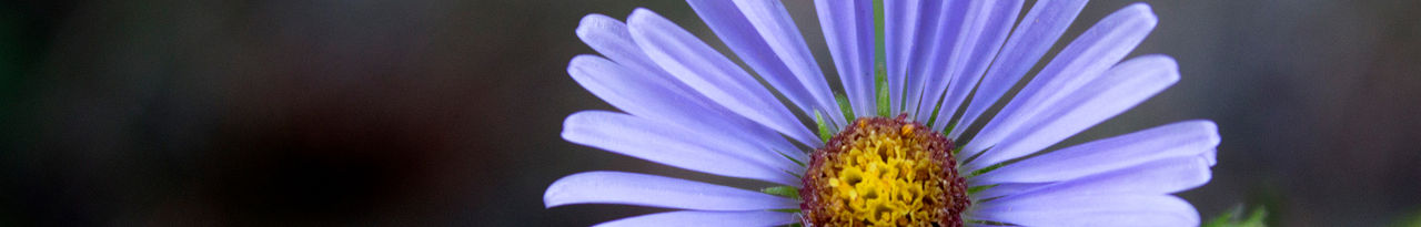 purple flower