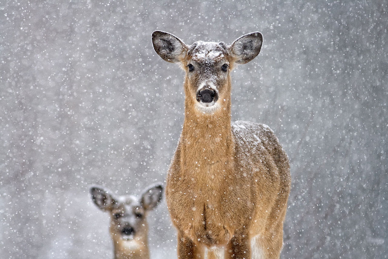 deer  in snow