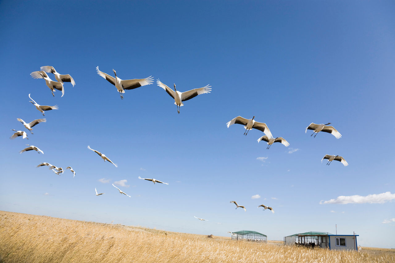 whooping cranes flying grass 104832499