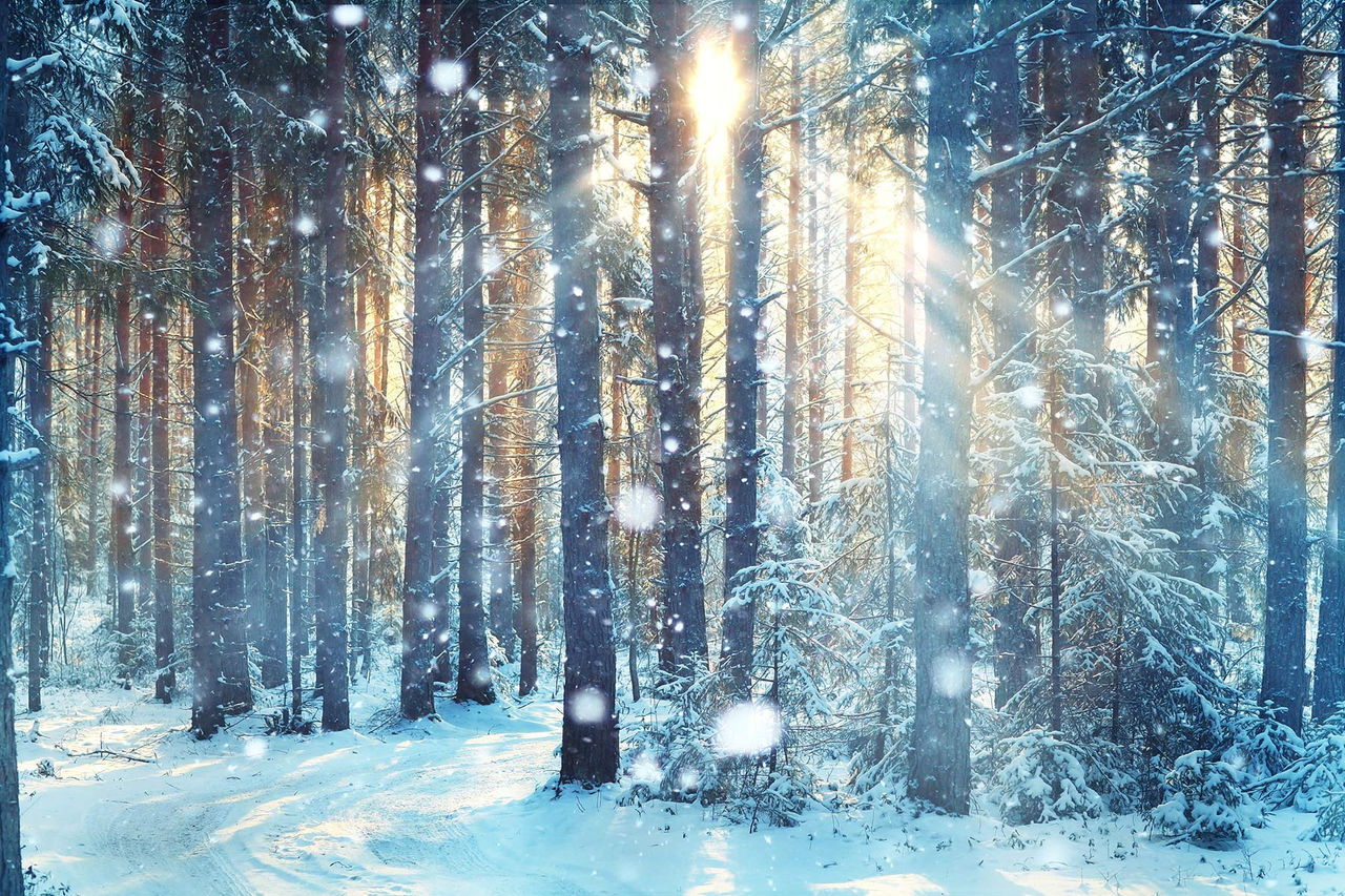 winter-forest-snow.jpg