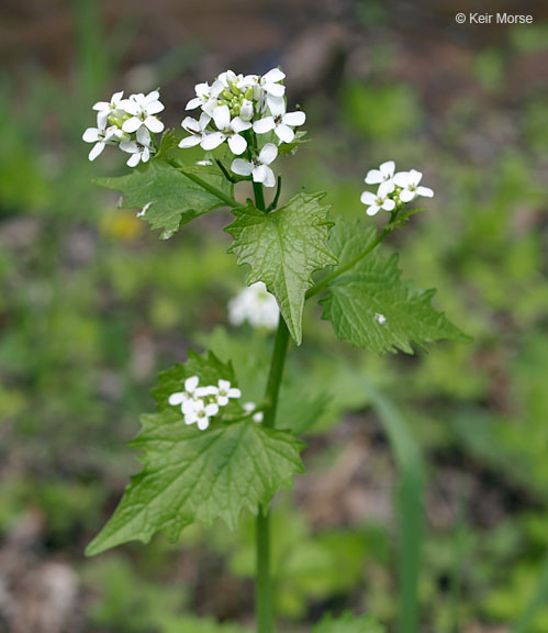 Garlic Mustard