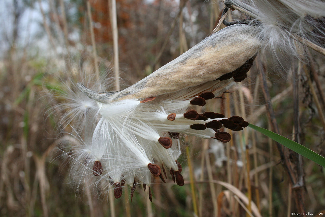 milkweed seeds