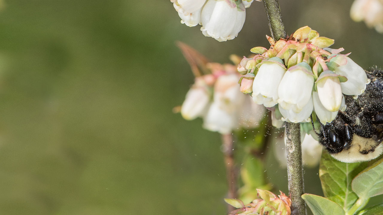 white flower with bee