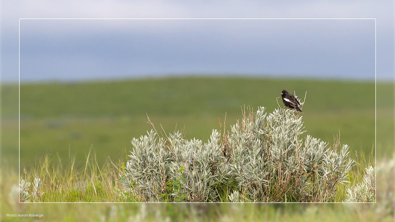 grasslands