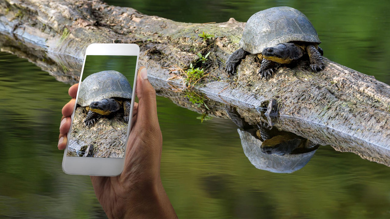 wetlands blanding turtles
