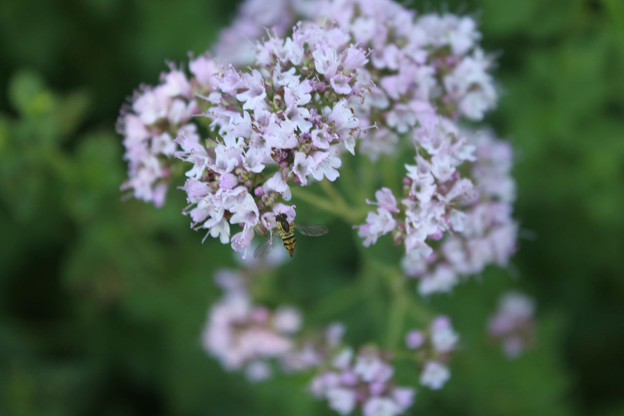 flower fly