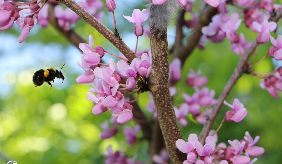 bumble bee pink flower apple blossom