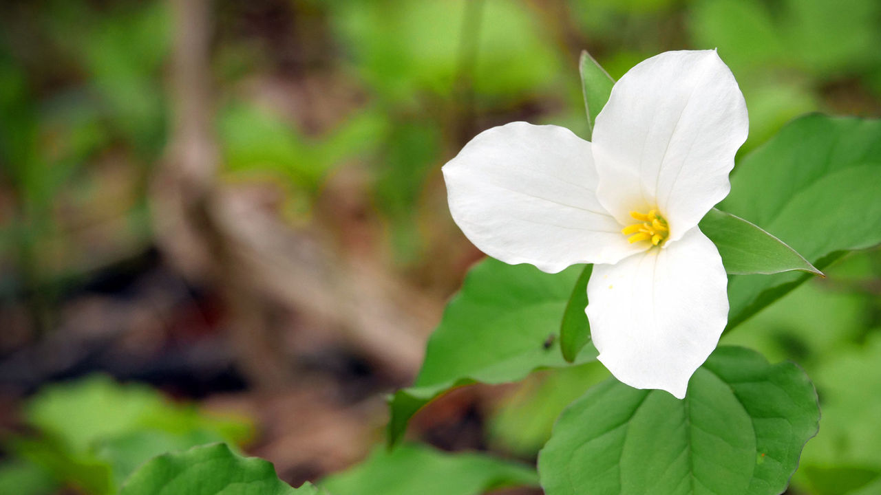 trillium 16:9