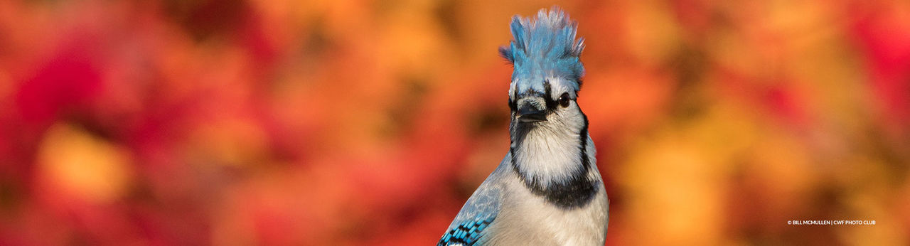 blue jay fall calendar 2022 hor