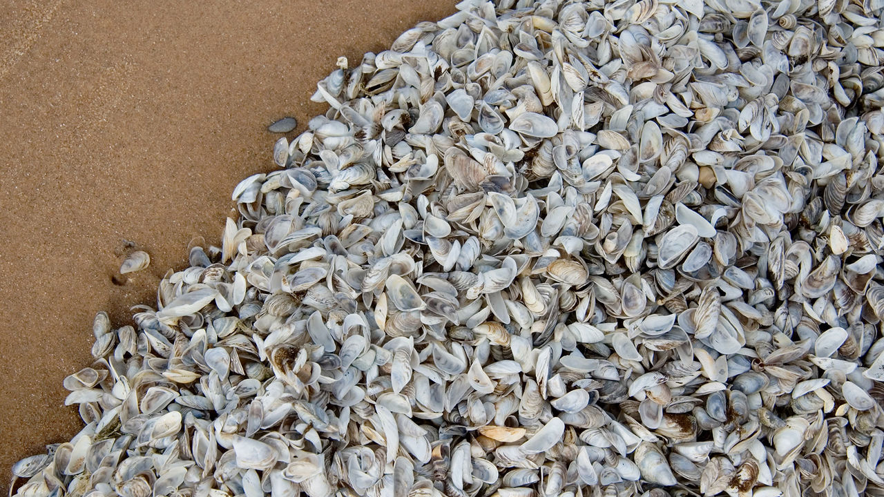 zebra mussels lake michigan shore