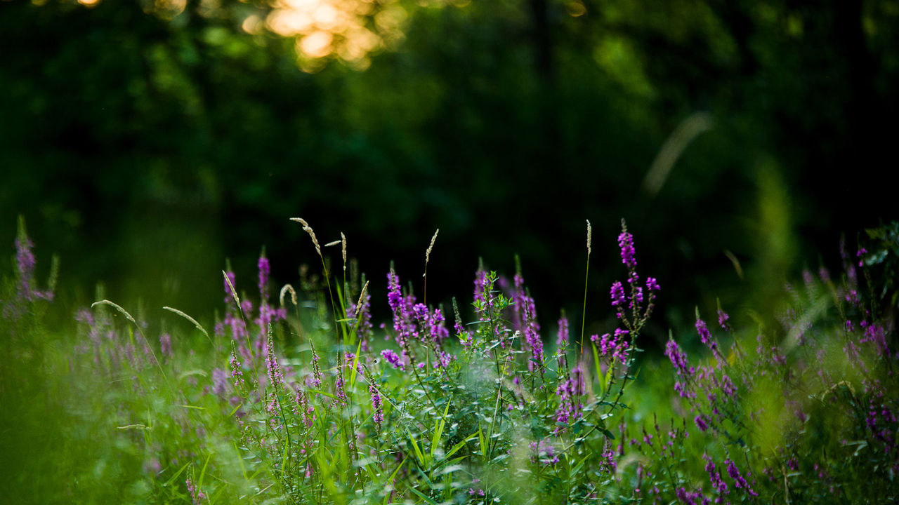 loosestrife