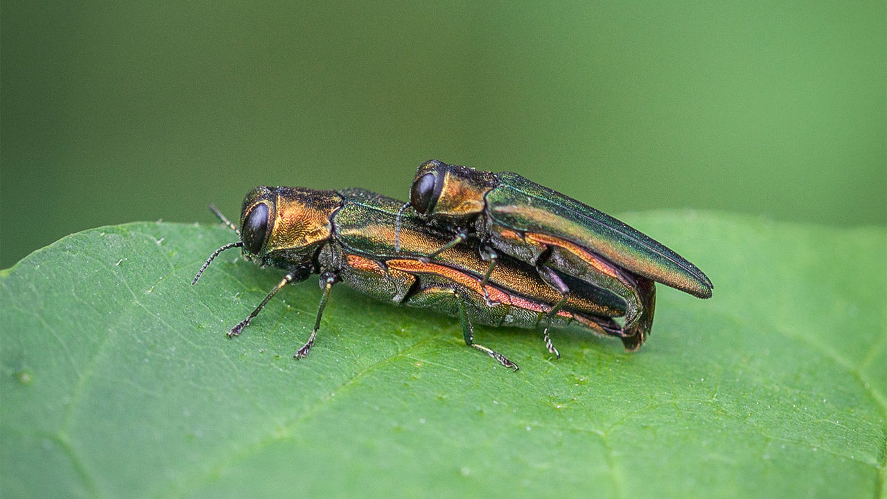 emerald ash borer