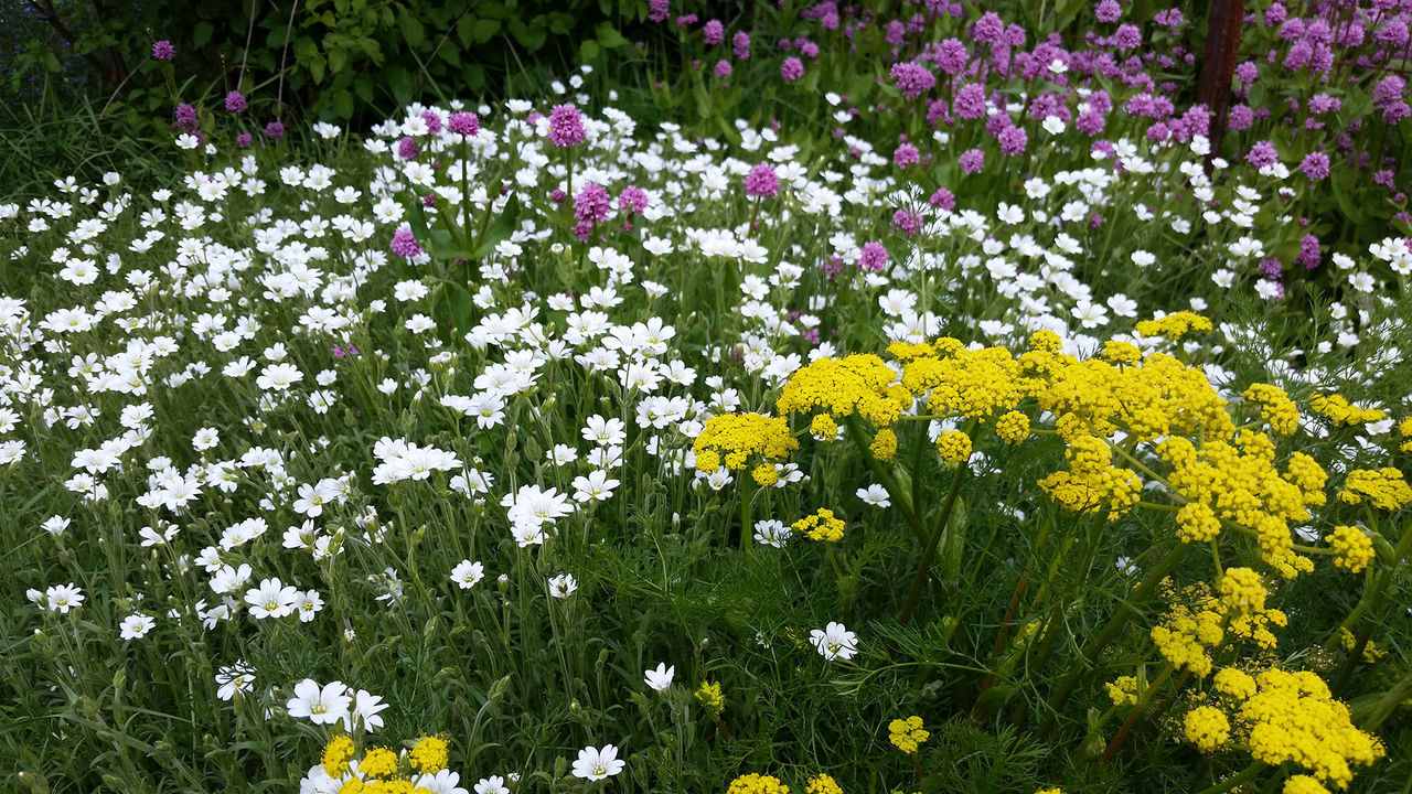 Native plant design garden