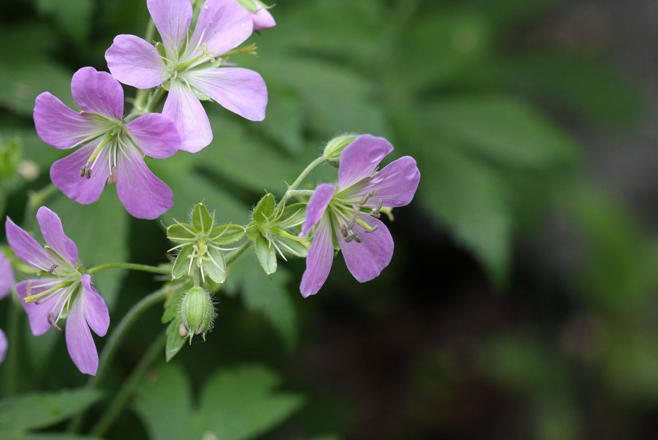 wild geranium cwf