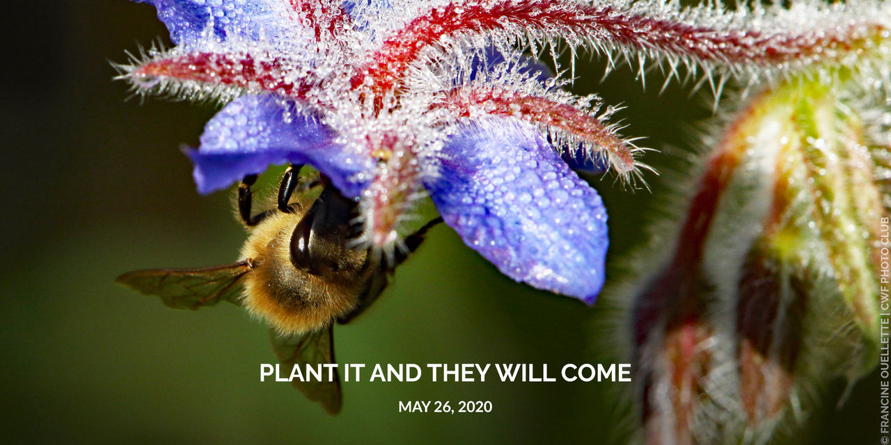 webinar header may 26 2020