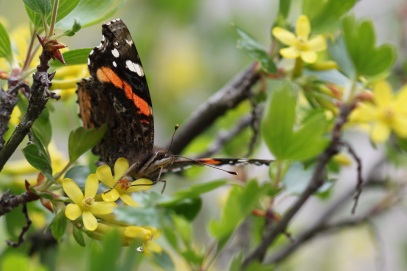 butterfly spring flowers