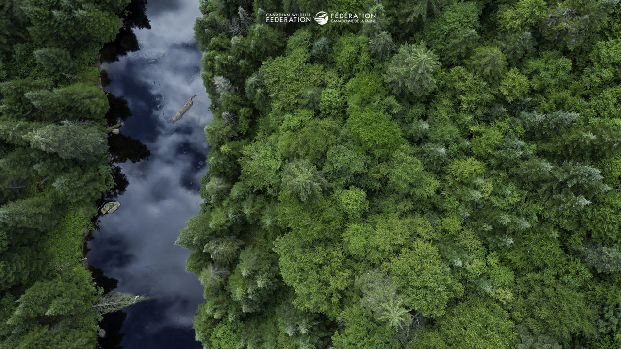 forest river