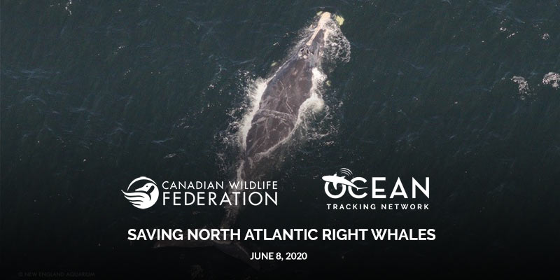 right whale webinar header
